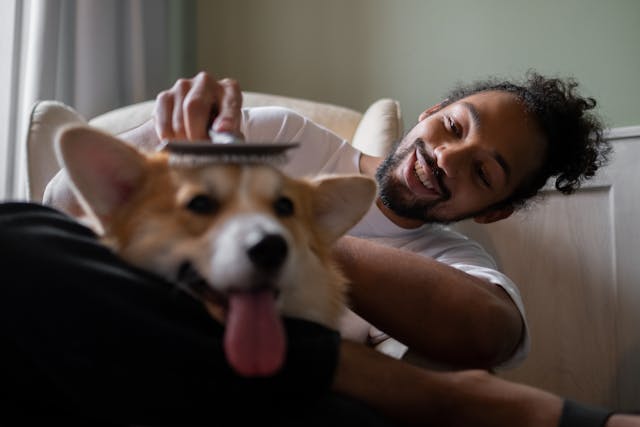 a dog owner brushing their pet